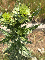 Carduus nutans
