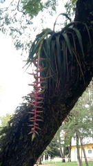 Tillandsia prodigiosa