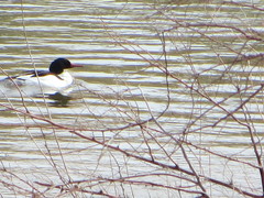 Mergus merganser