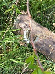 Megalopyge defoliata