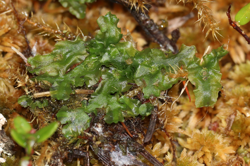 Moerckia flotoviana, 2025-08-22
