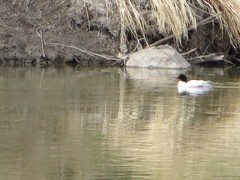Mergus merganser