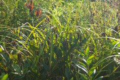 Carex comosa