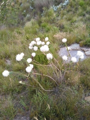Lachnaea filamentosa