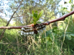 Megalopyge defoliata