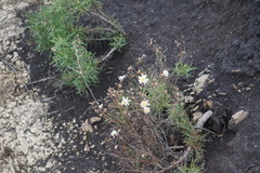 Malacothrix saxatilis