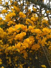 Aspalathus corrudifolia