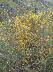 Aspalathus corrudifolia