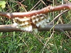 Megalopyge defoliata