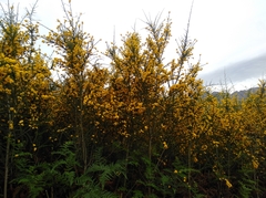 Aspalathus corrudifolia