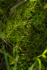 Eleocharis intermedia