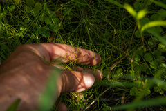 Eleocharis intermedia