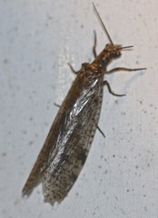 Archichauliodes guttiferus