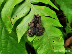 Rhinella sternosignata