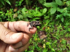 Rhinella sternosignata