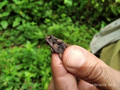 Rhinella sternosignata