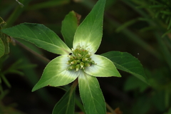 (c) Wolfgang Ahlmer, some rights reserved (CC BY) Euphorbia schiedeana, photograph (c) Wolfgang Ahlmer, some rights reserved (CC BY)
