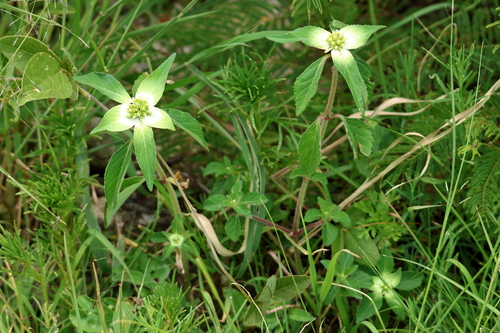 Euphorbia schiedeana, photograph 3