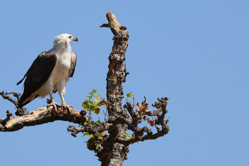 White-bellied Sea-Eagle