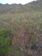 Aspalathus vulnerans