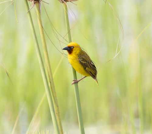 Northern Brown-throated Weaver (Ploceus castanops), photo 7
