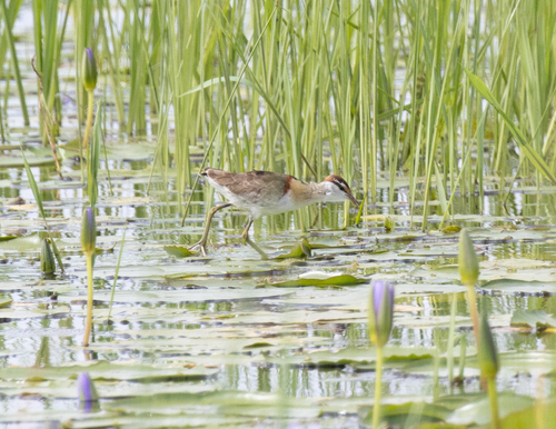 Lesser Jacana (Microparra capensis), photo 9