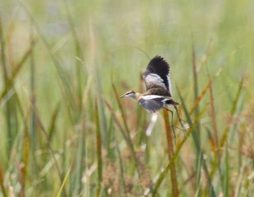 Lesser Jacana (Microparra capensis), photo 10