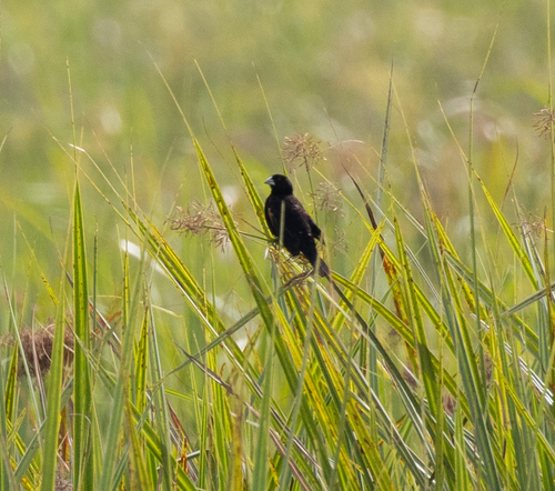 Fan-tailed Widowbird (Euplectes axillaris), photo 10