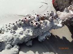 Megabalanus