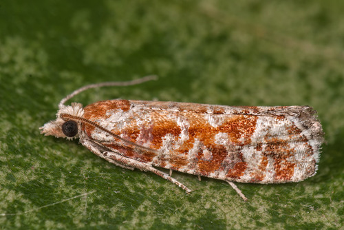 Orange-spotted Shoot photographed in Serbia