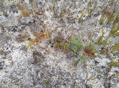 Lebeckia longipes