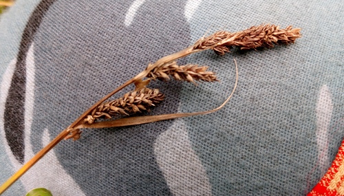 Hartman's sedge (Carex hartmaniorum)
