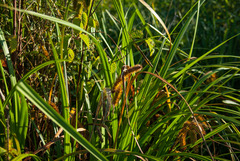 Carex comosa
