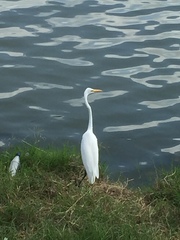 Ardea alba