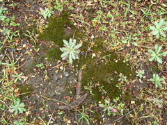 Pseudoleskeopsis claviramea