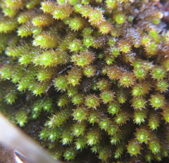 Pseudoleskeopsis claviramea