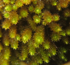 Pseudoleskeopsis claviramea