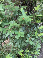 Magnoliopsida
