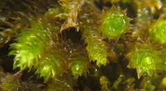 Pseudoleskeopsis claviramea