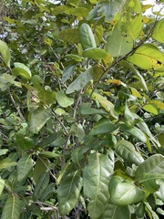 Magnoliopsida