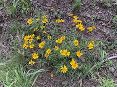 Heliopsis parvifolia