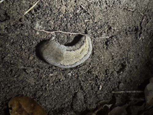 Kirk's Tailed Slug