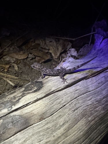Tropical House Gecko