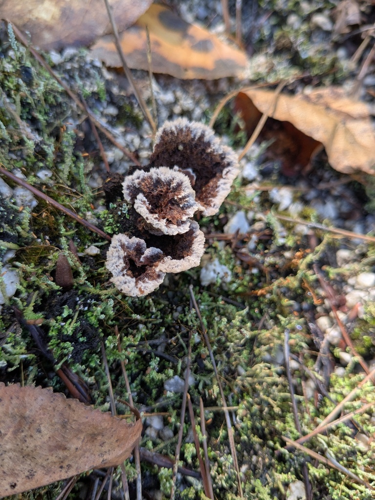 Thelephora terrestris · September 2025 · photo: © repta (iNaturalist, cc-by)