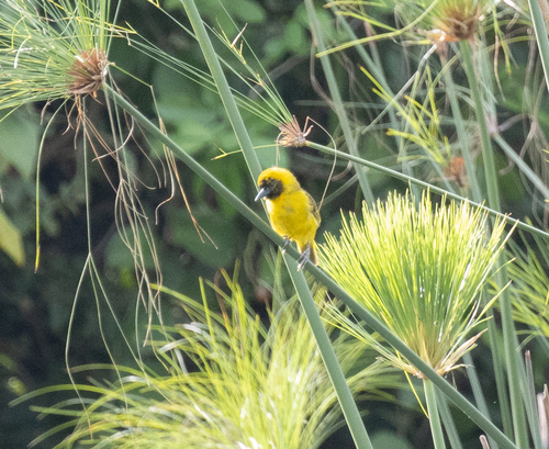 Slender-billed Weaver (Ploceus pelzelni), photo 2