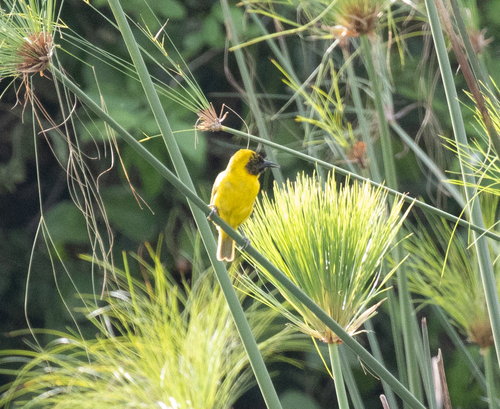 Slender-billed Weaver (Ploceus pelzelni), photo 2