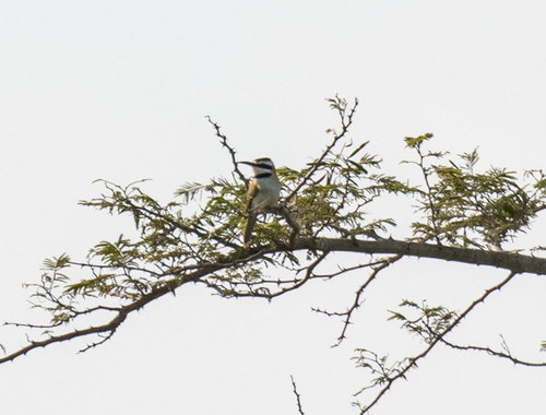 White-throated Bee-eater