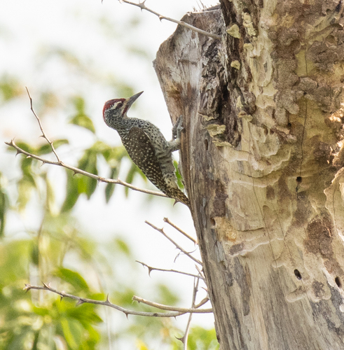 Nubian Woodpecker