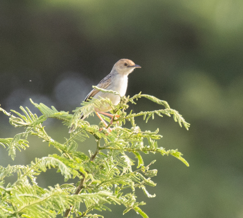 Winding Cisticola