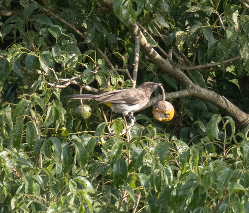 Common Bulbul